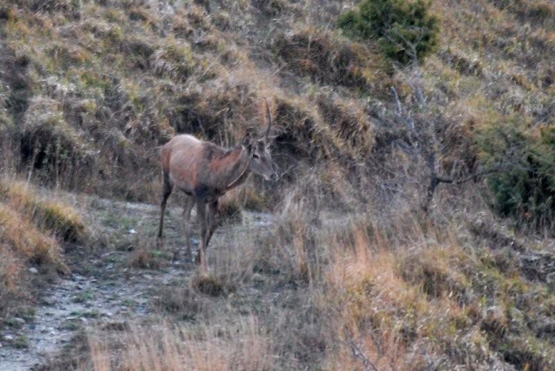 PASSIONE PER IL CERVO